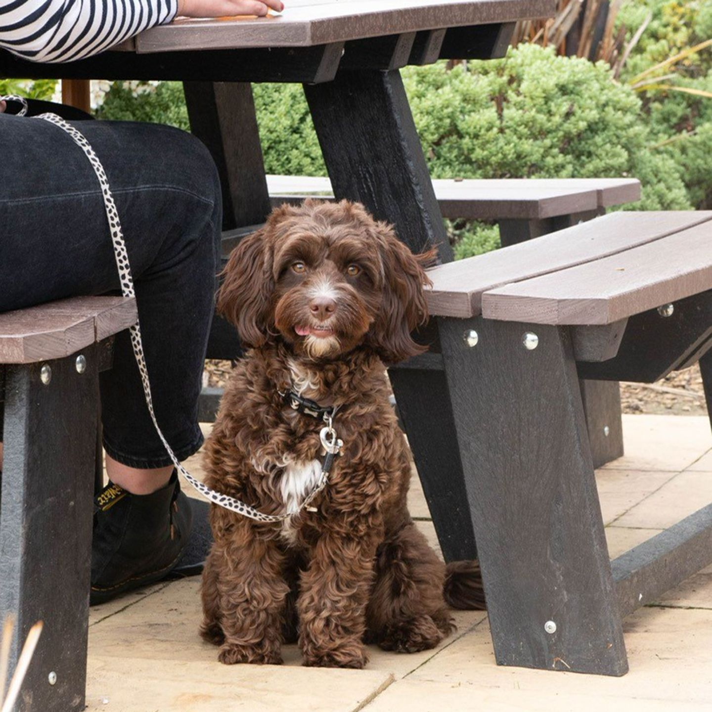 Your local dog friendly pub in Pensnett